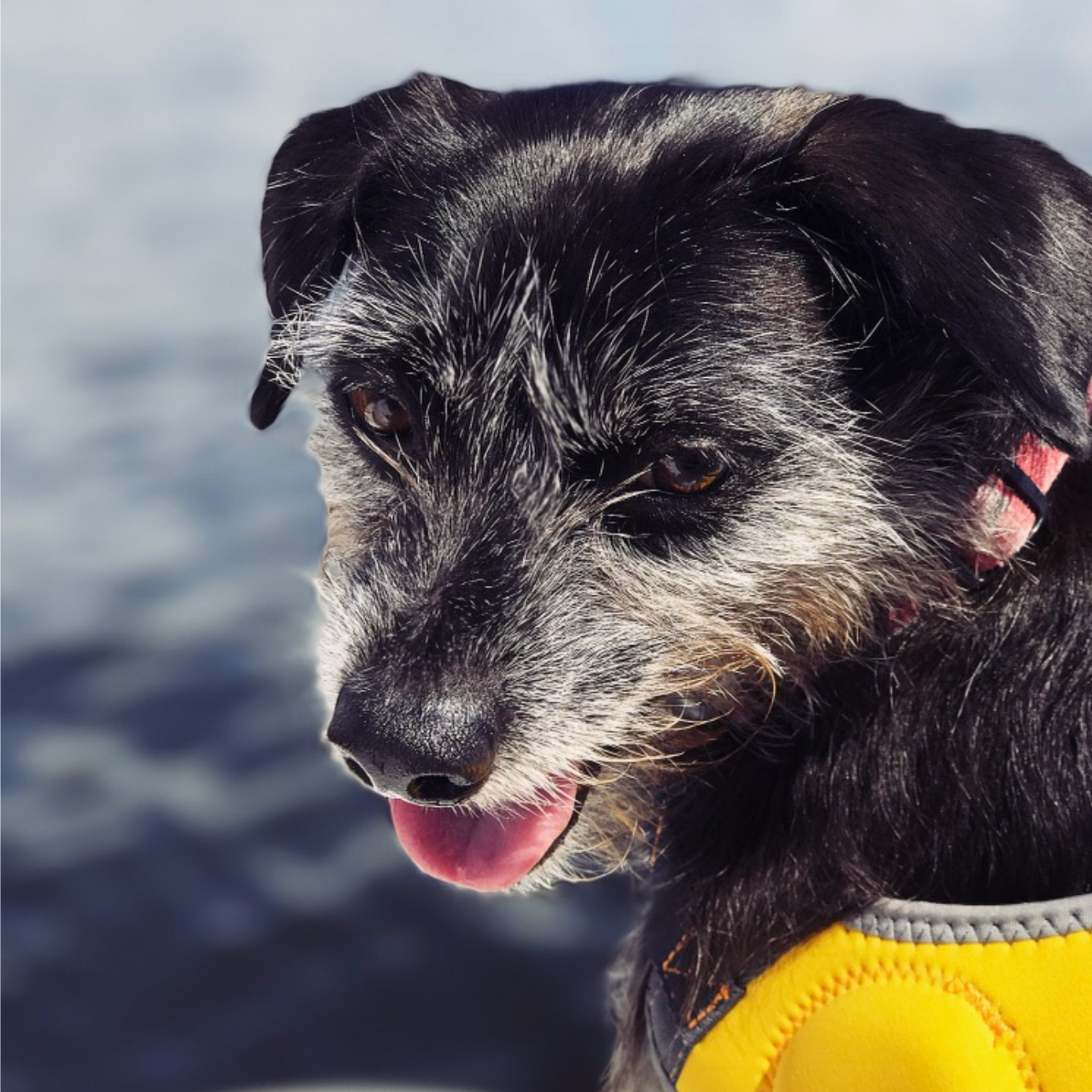 emotional support dog 2