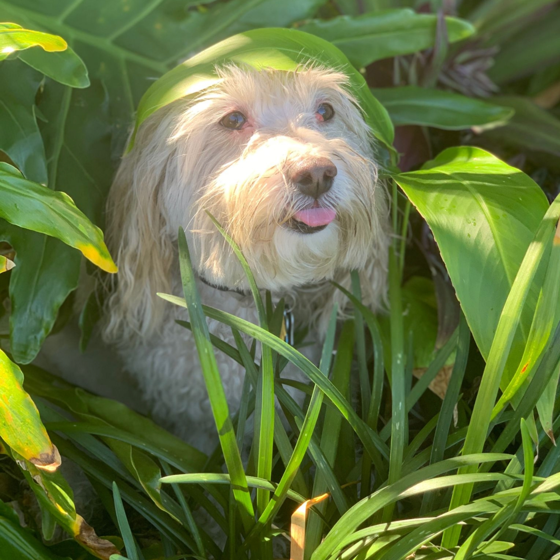 emotional support dog